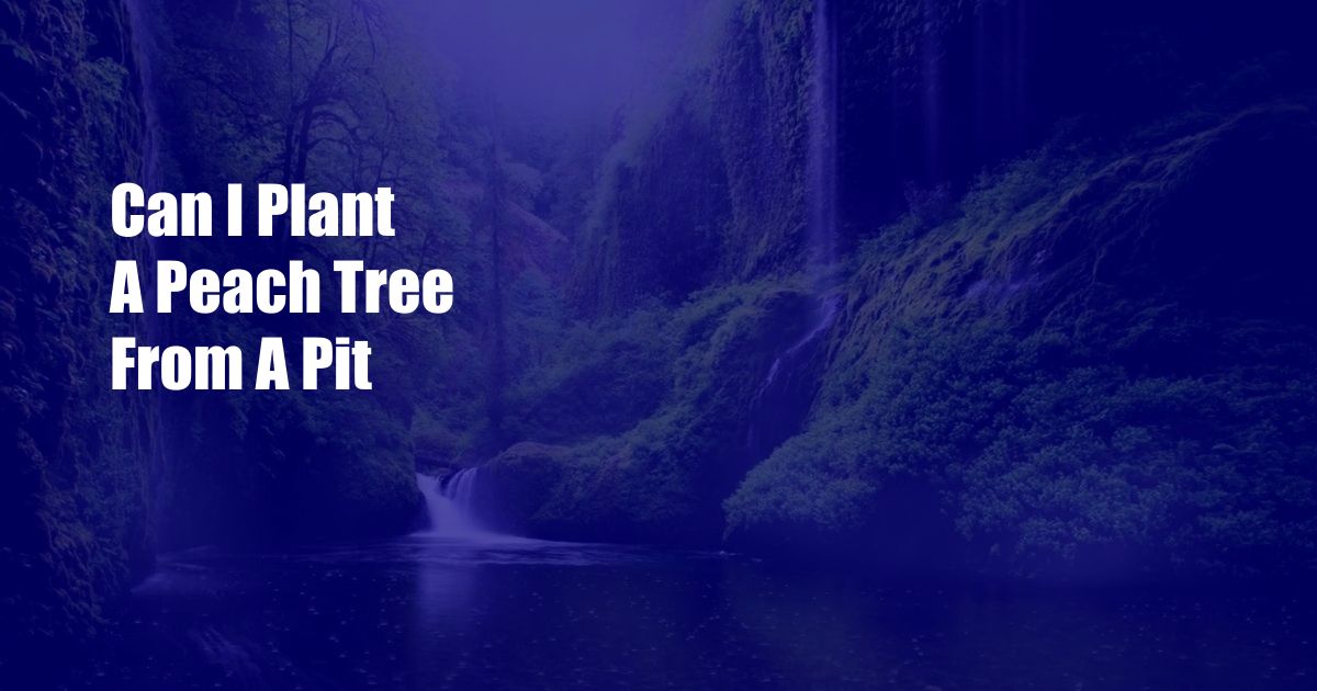 Can I Plant A Peach Tree From A Pit - SI-n.com